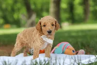 AKC Leo, a male Poodle - Standard  for sale in Dundee, OH – 1 of 7