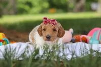 AKC Zoey, a female Poodle - Standard  for sale in Dundee, OH – 2 of 9
