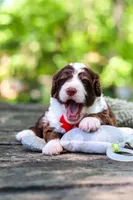 Maverick, a male Bernedoodle for sale in Dundee, OH – 3 of 10