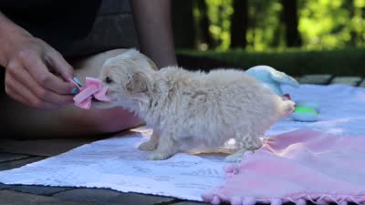 Kobe, a male Maltipoo for sale in Dundee, OH – 8 of 8