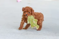 Grace, a female Poodle - Toy  for sale in Dundee, OH – 5 of 9