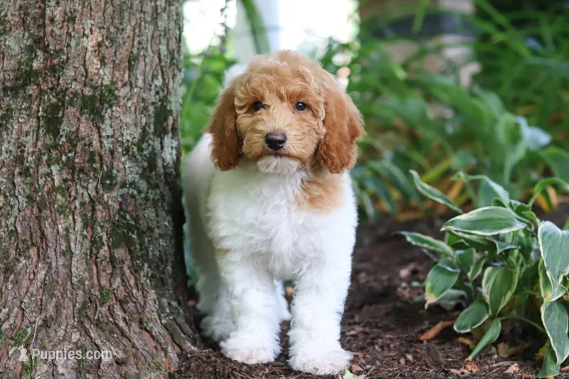 AKC Zoey – Poodle - Standard  puppy for sale in Dundee, OH
