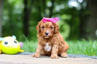 Evelyn, a female Cavapoo for sale in Dundee, OH – 4 of 10