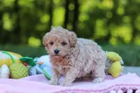 Alice, a female Maltipoo for sale in Dundee, OH – 5 of 5
