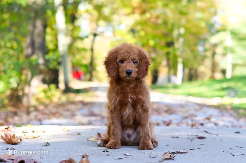 Bodie – Goldendoodle puppy for sale in Dundee, OH