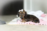 AKC Dolly, a female Miniature Dachshund for sale in Dundee, OH – 4 of 6