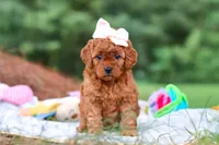 Bella, a female Goldendoodle for sale in Dundee, OH – 5 of 6