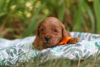 Hunter, a male Miniature Goldendoodle for sale in Dundee, OH – 3 of 10