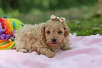 AKC Roxie, a female Poodle - Toy  for sale in Dundee, OH – 8 of 10