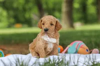 AKC Leo, a male Poodle - Standard  for sale in Dundee, OH – 4 of 7