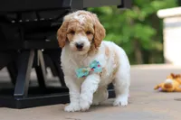 AKC Nash, a male Poodle - Standard  for sale in Dundee, OH – 3 of 10