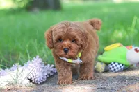 Hunter, a male Miniature Goldendoodle for sale in Dundee, OH – 6 of 10