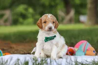 AKC Nash, a male Poodle - Standard  for sale in Dundee, OH – 3 of 8