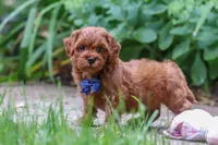 Sparky, a male Miniature Goldendoodle for sale in Dundee, OH – 6 of 10