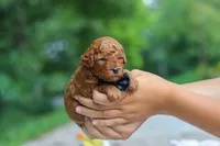 Ace, a male Goldendoodle for sale in Dundee, OH – 5 of 5