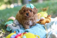 Lilly, a female Poodle - Toy  for sale in Dundee, OH – 6 of 10