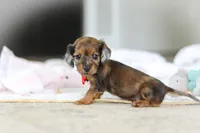 AKC Oscar, a male Miniature Dachshund for sale in Dundee, OH – 3 of 8