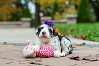 Lala, a female Bernedoodle for sale in Dundee, OH – 6 of 6
