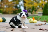 Lala, a female Bernedoodle for sale in Dundee, OH – 2 of 6