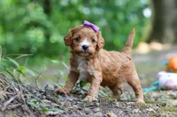 Vivian, a female Cavapoo for sale in Dundee, OH – 6 of 10