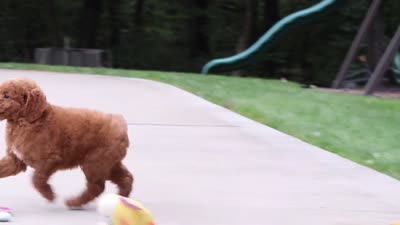 Caleb, a male Miniature Goldendoodle for sale in Dundee, OH – 10 of 10