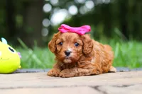 Evelyn, a female Cavapoo for sale in Dundee, OH – 8 of 10