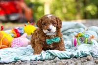 Cooper, a male Cavapoo for sale in Dundee, OH – 1 of 10