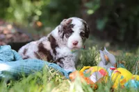 Wyatt, a male Bernedoodle for sale in Dundee, OH – 10 of 10