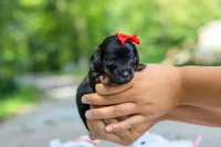 Everly, a female Miniature Dachshund for sale in Dundee, OH – 6 of 10
