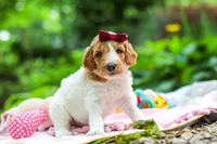 AKC Millie, a female Poodle - Standard  for sale in Dundee, OH – 7 of 10