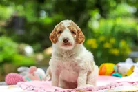 AKC Blossom, a female Poodle - Standard  for sale in Dundee, OH – 2 of 10