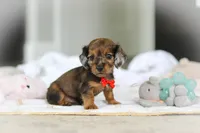 AKC Oscar, a male Miniature Dachshund for sale in Dundee, OH – 1 of 8