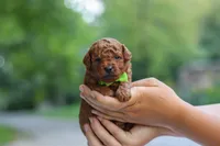 Kobe, a male Goldendoodle for sale in Dundee, OH – 6 of 6
