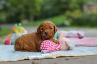 Clark, a male Goldendoodle for sale in Dundee, OH – 2 of 7