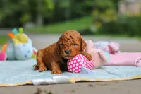 Ace, a male Goldendoodle for sale in Dundee, OH – 4 of 5