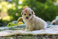 Aleah, a female Maltipoo for sale in Dundee, OH – 5 of 6