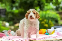 AKC Blossom, a female Poodle - Standard  for sale in Dundee, OH – 6 of 10