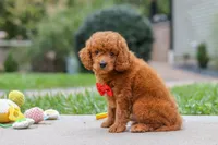 Bodie, a male Goldendoodle for sale in Dundee, OH – 9 of 10