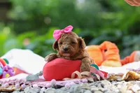 Leah, a female Poodle - Toy  for sale in Dundee, OH – 7 of 9