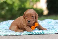 Hunter, a male Miniature Goldendoodle for sale in Dundee, OH – 8 of 10