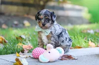 Emmett, a male Miniature Aussiedoodle for sale in Dundee, OH – 9 of 10