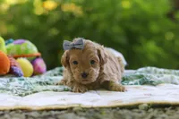 Bella, a female Maltipoo for sale in Dundee, OH – 1 of 4