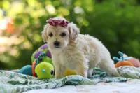 Heidi, a female Maltipoo for sale in Dundee, OH – 5 of 6