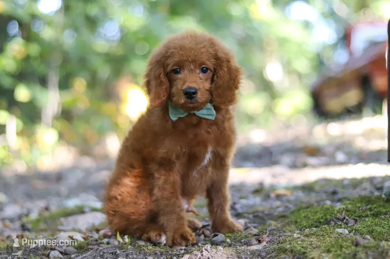Bodie – Goldendoodle puppy for sale in Dundee, OH