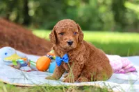 Toby, a male Miniature Goldendoodle for sale in Dundee, OH – 3 of 10