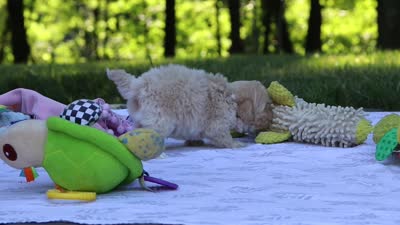 Heidi, a female Maltipoo for sale in Dundee, OH – 6 of 6