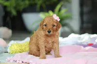 Kora, a female Miniature Goldendoodle for sale in Dundee, OH – Photo 3 of 6