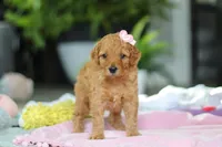 Kora, a female Miniature Goldendoodle for sale in Dundee, OH – Photo 1 of 6