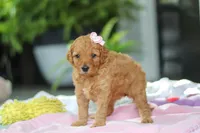 Kora, a female Miniature Goldendoodle for sale in Dundee, OH – Photo 5 of 6