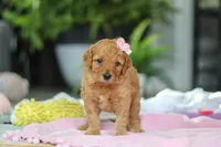 Kora, a female Miniature Goldendoodle for sale in Dundee, OH – Photo 4 of 6